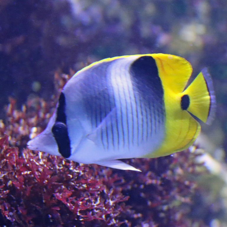 Pacific Double-saddled Butterflyfish