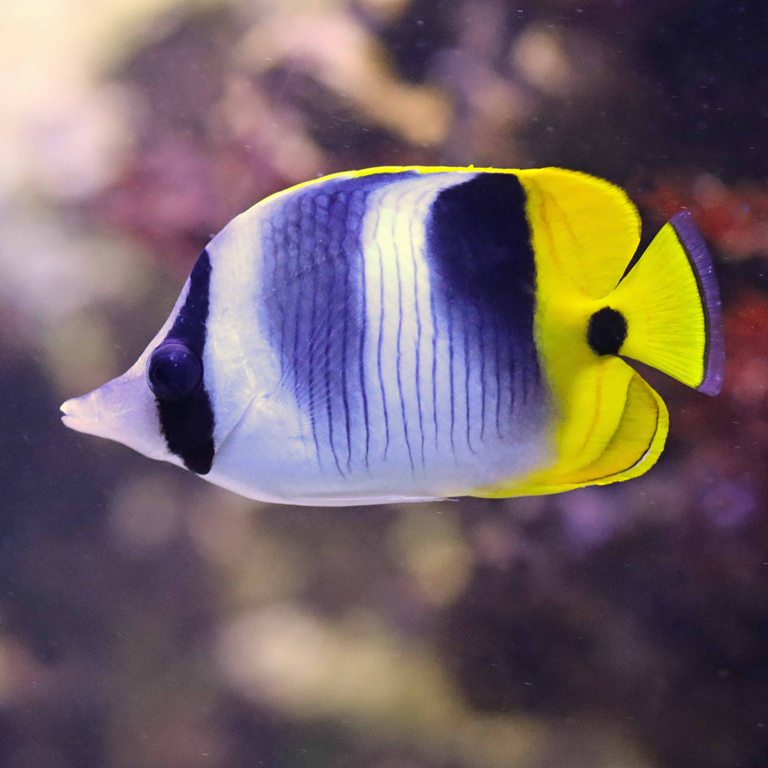 Pacific Double-saddled Butterflyfish