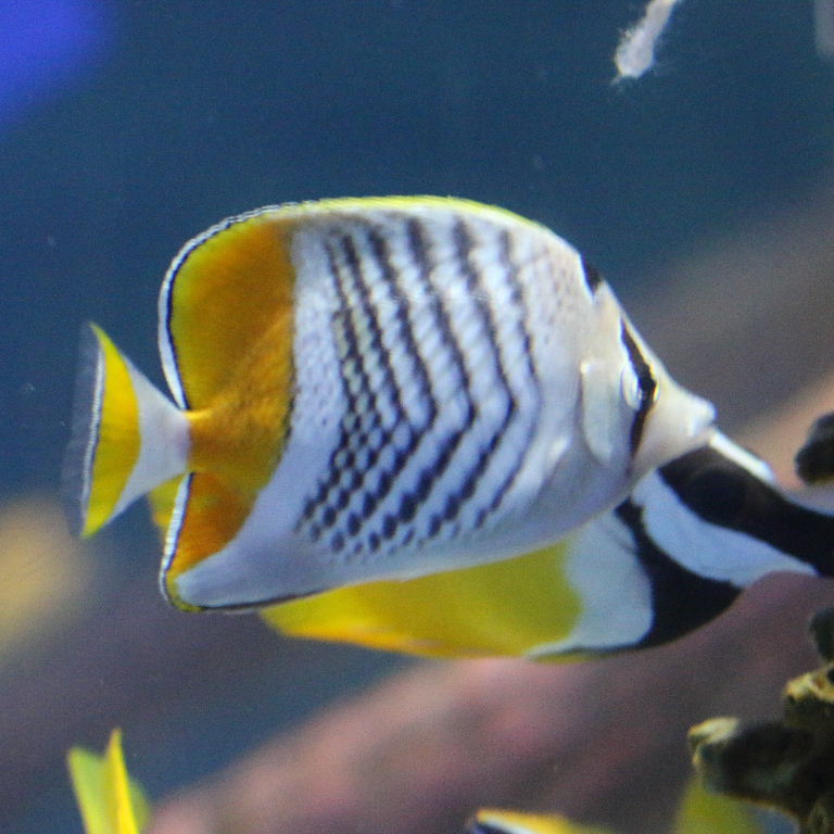 Pearlscale Butterflyfish