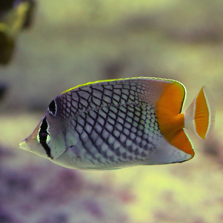 Pearlscale Butterflyfish