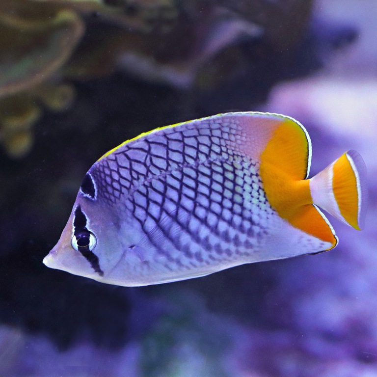 Pearlscale Butterflyfish
