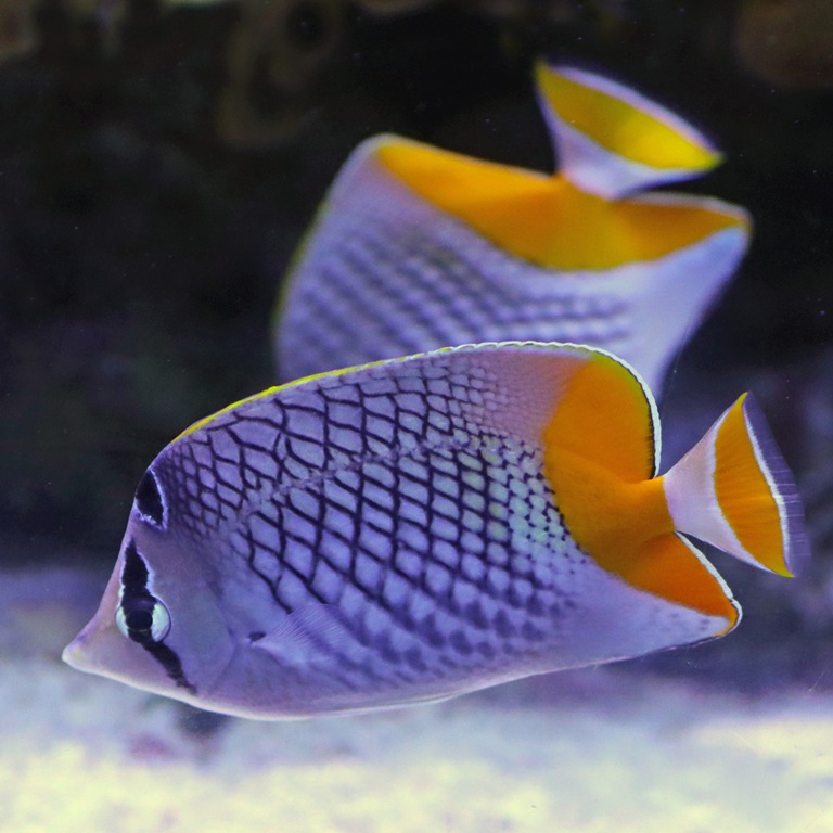 Pearlscale Butterflyfish