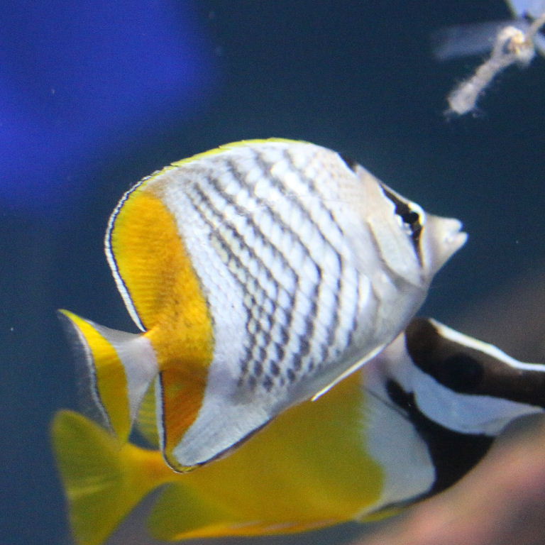 Seychelles Butterflyfish