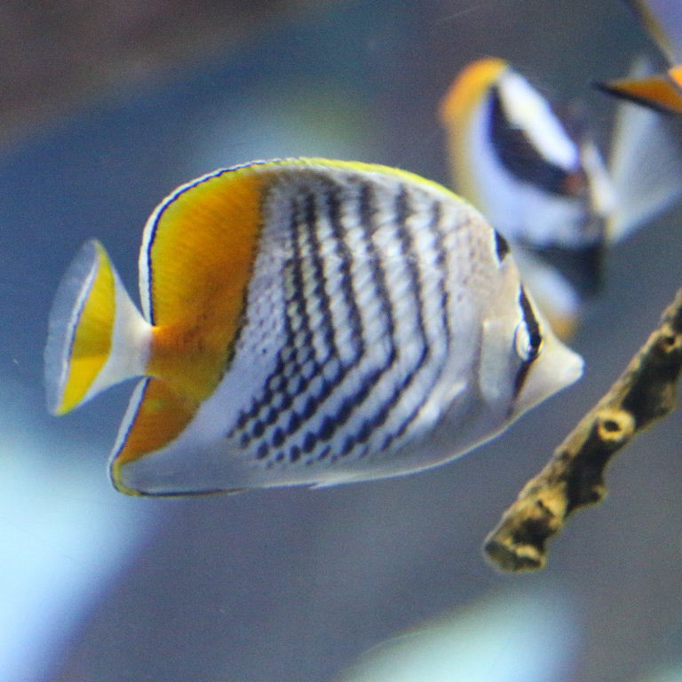 Seychelles Butterflyfish