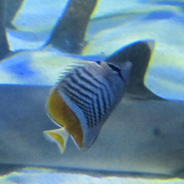Seychelles Butterflyfish