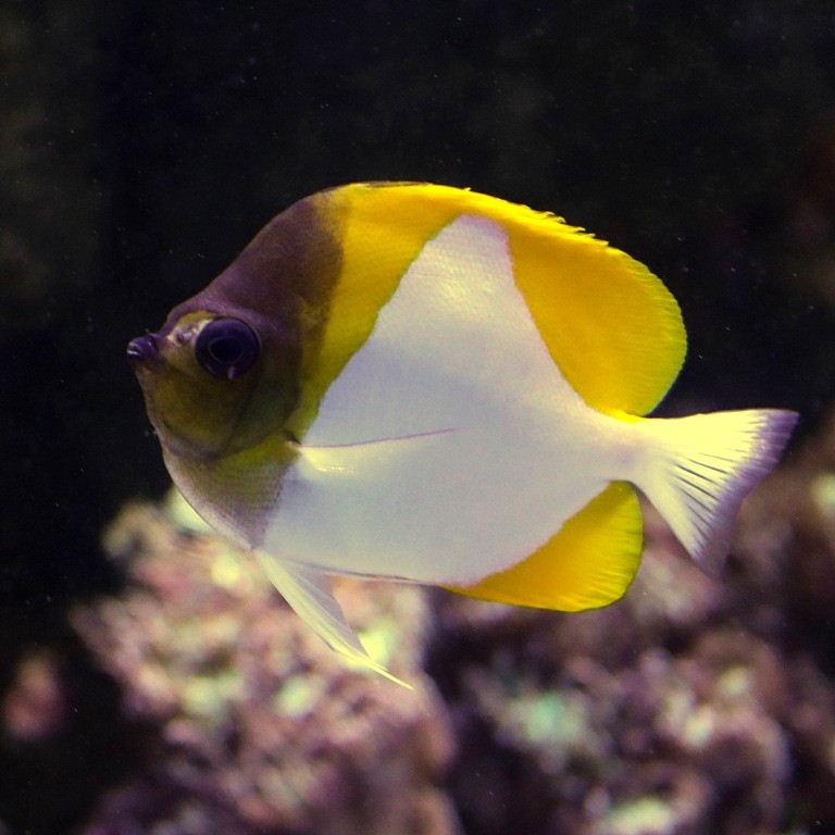 Pyramid Butterflyfish