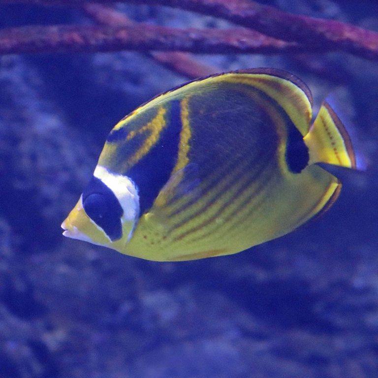 Raccoon Butterflyfish