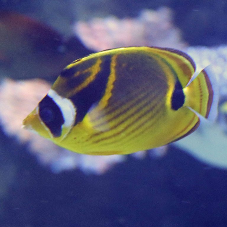 Raccoon Butterflyfish