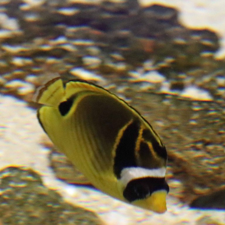 Raccoon Butterflyfish