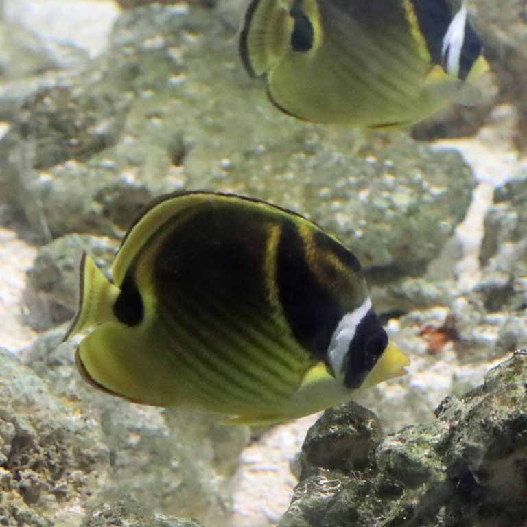 Raccoon Butterflyfish