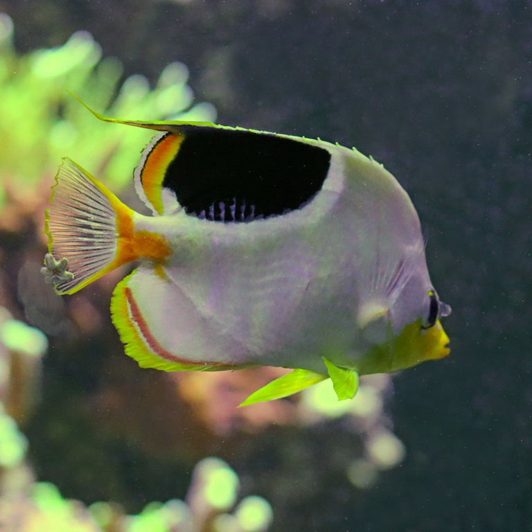 Saddleback Butterflyfish