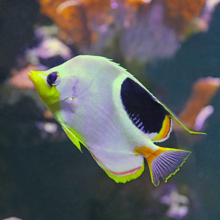 Saddleback Butterflyfish