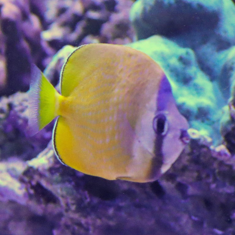 Black-lipped Butterflyfish