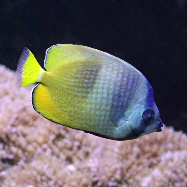Sunburst Butterflyfish