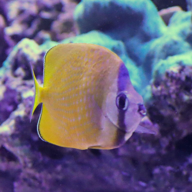 Sunburst Butterflyfish
