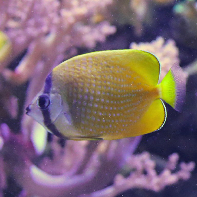 Sunburst Butterflyfish