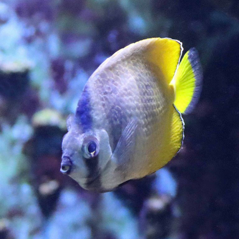 Black-lipped Butterflyfish