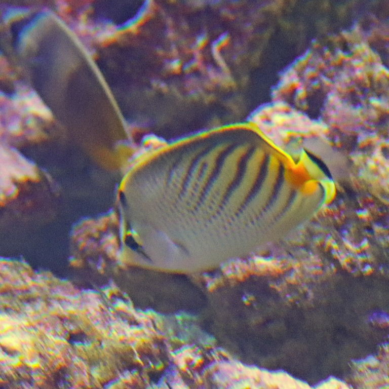 Sunset and Sunburst Butterflyfish