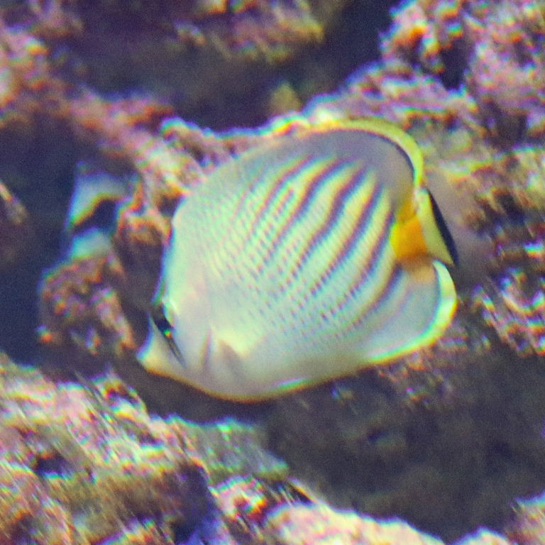 Sunset Butterflyfish