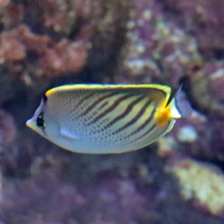 Sunset Butterflyfish