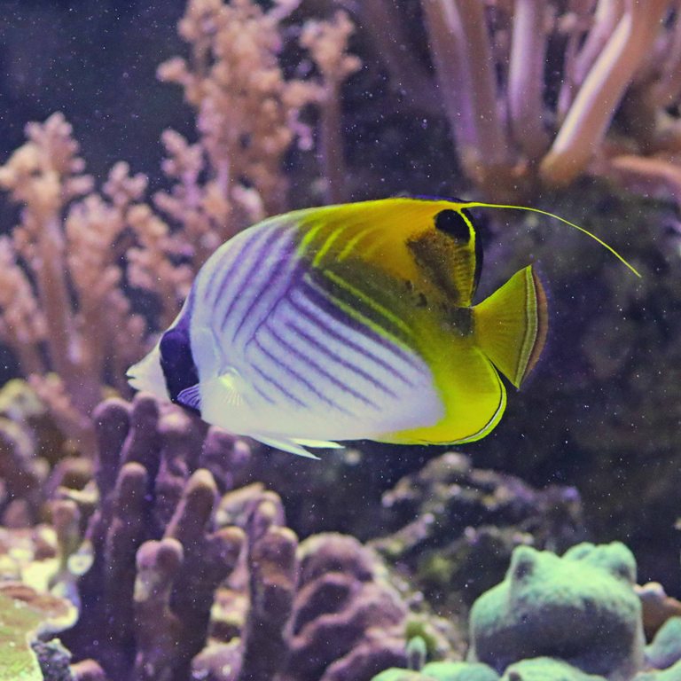 Threadfin Butterflyfish