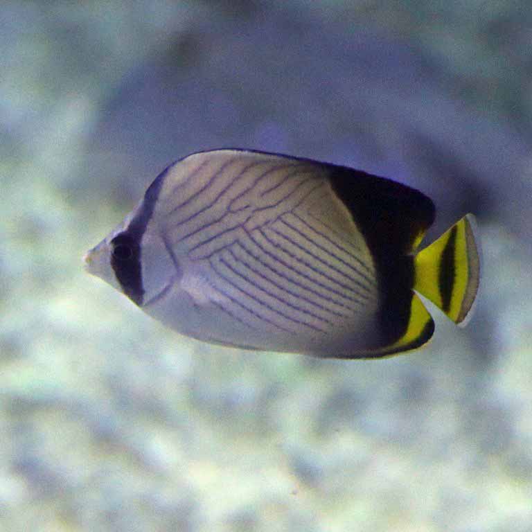Indian Vagabond Butterflyfish