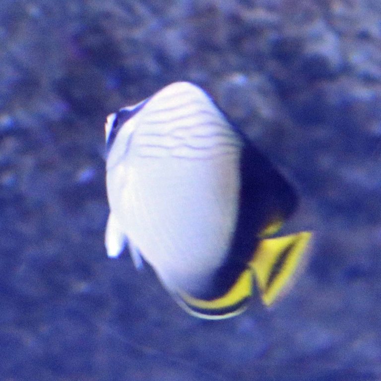 Indian Vagabond Butterflyfish