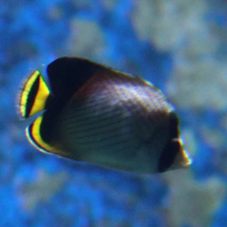 Indian Vagabond Butterflyfish