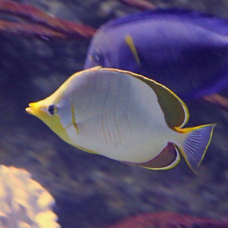 Yellowhead Butterflyfish