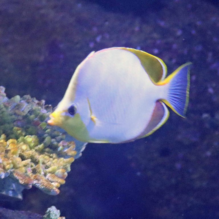 Yellowhead Butterflyfish