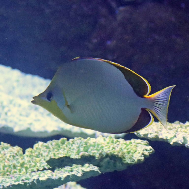 Yellowhead Butterflyfish