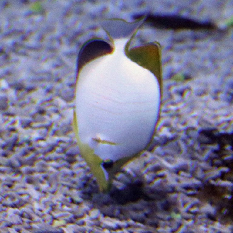Yellowhead Butterflyfish