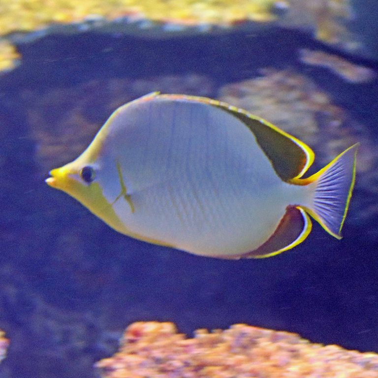 Yellowhead Butterflyfish