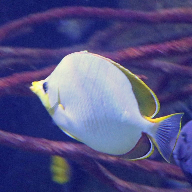 Yellowhead Butterflyfish
