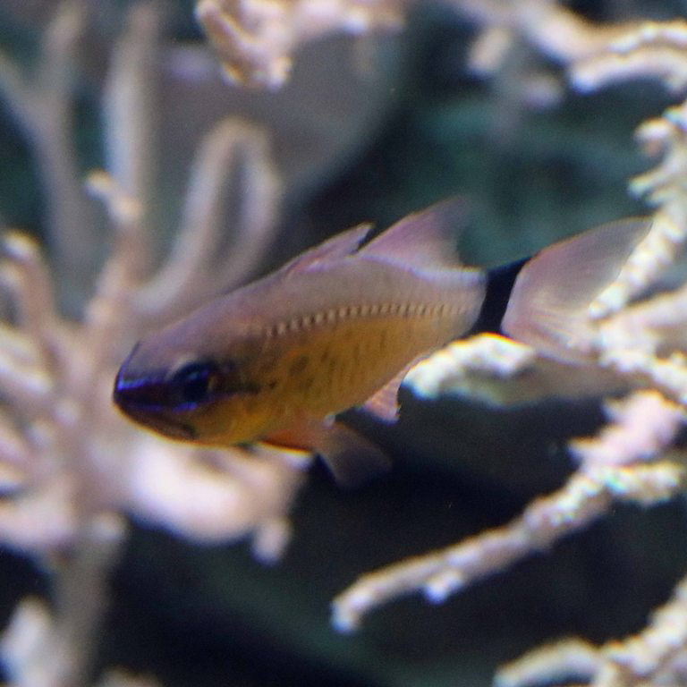 Flower Cardinalfish