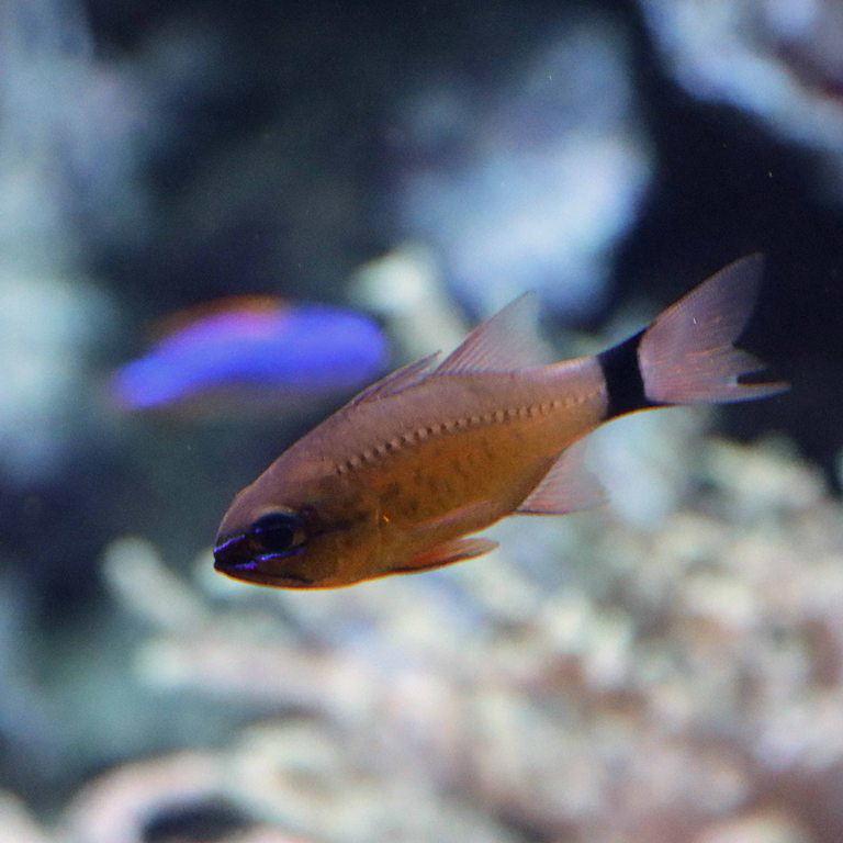 Flower Cardinalfish
