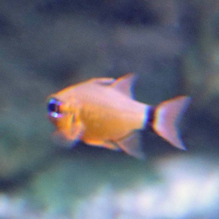 Flower Cardinalfish