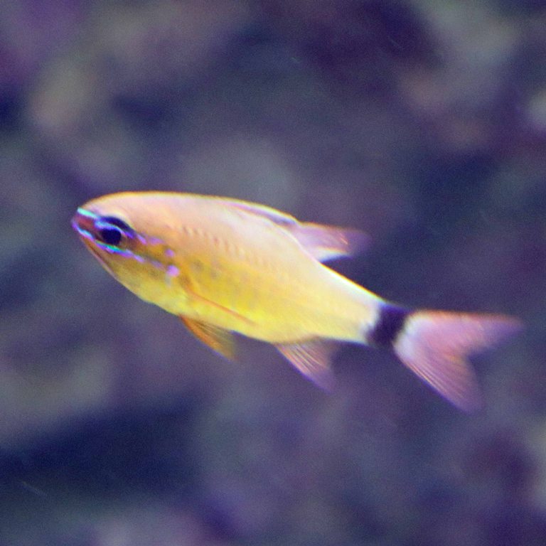 Flower Cardinalfish