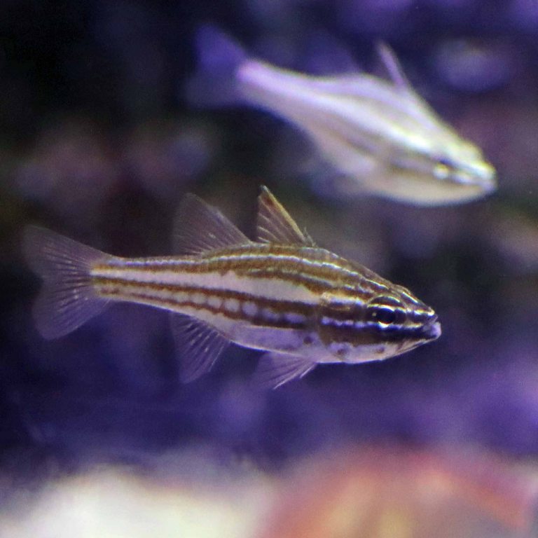 Redstripe Cardinalfish