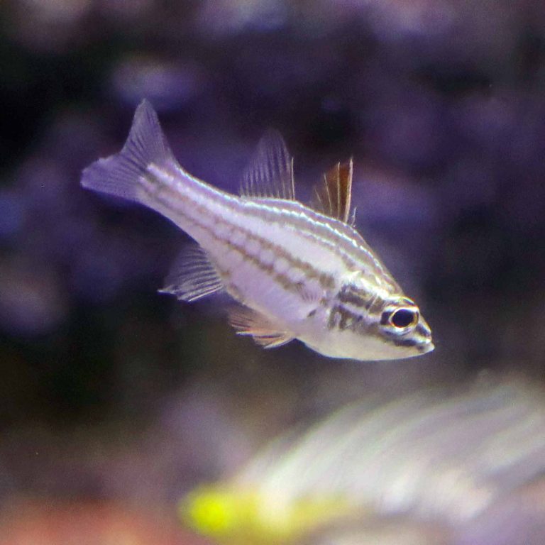 Redstripe Cardinalfish