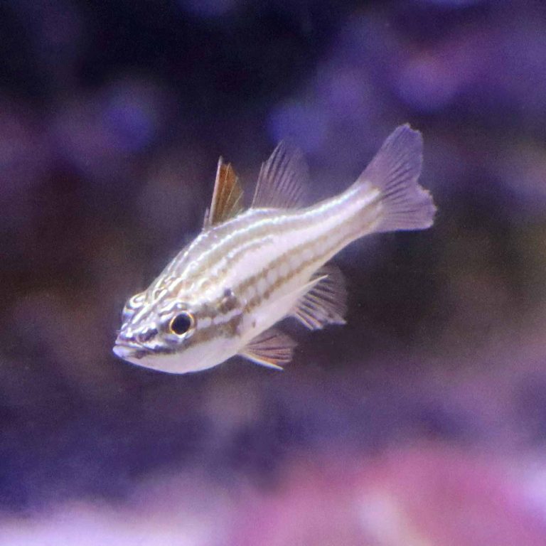Redstripe Cardinalfish