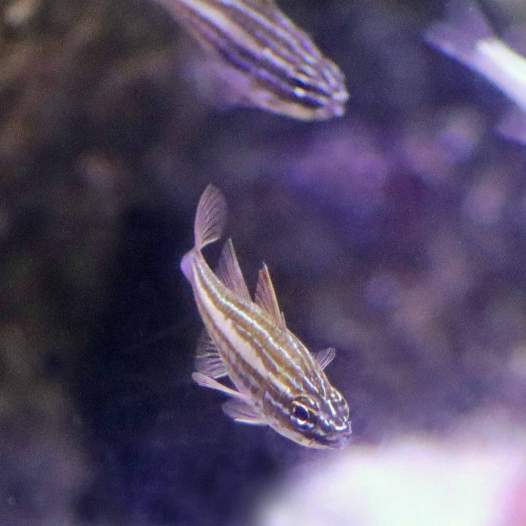 Redstripe Cardinalfish