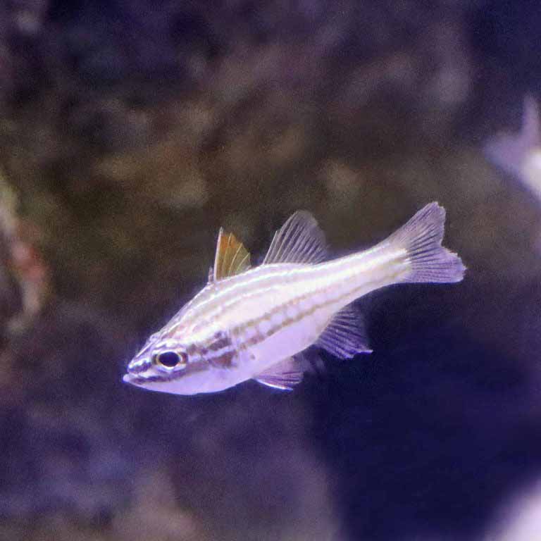 Redstripe Cardinalfish