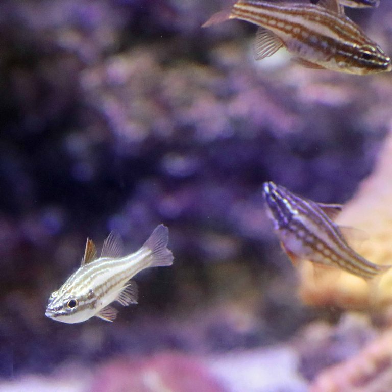 Redstripe Cardinalfish