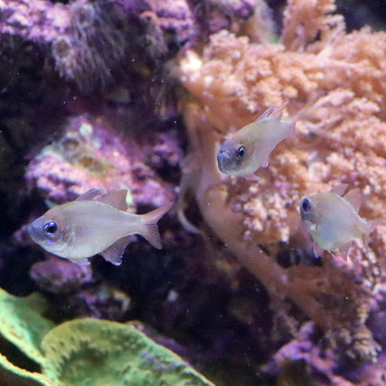 Ghost Cardinalfish