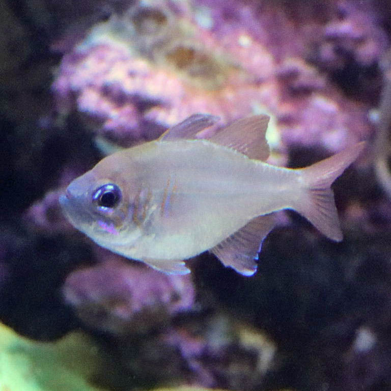 Ghost Cardinalfish
