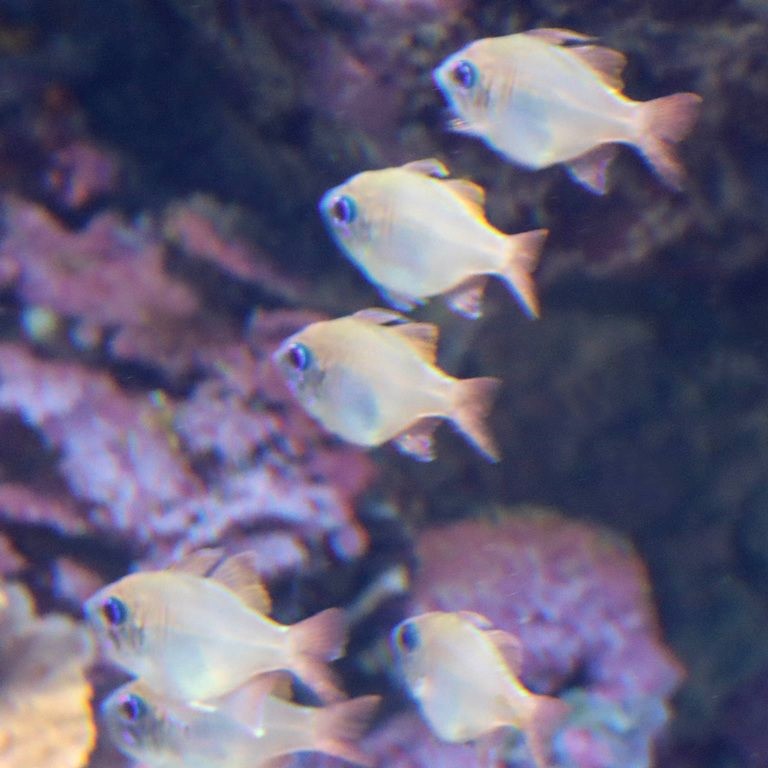 Bluestreak Cardinalfish