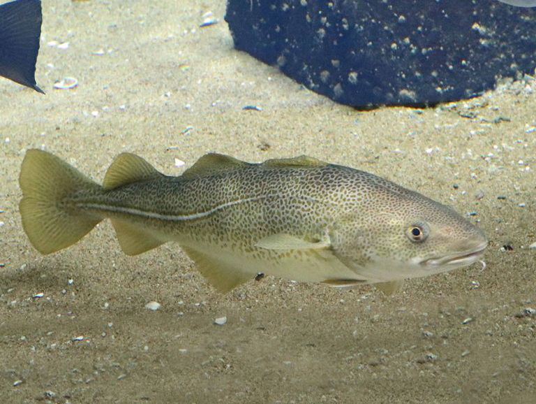 Atlantic Cod