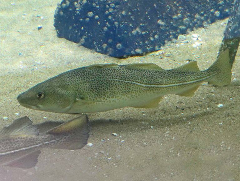 Atlantic Cod