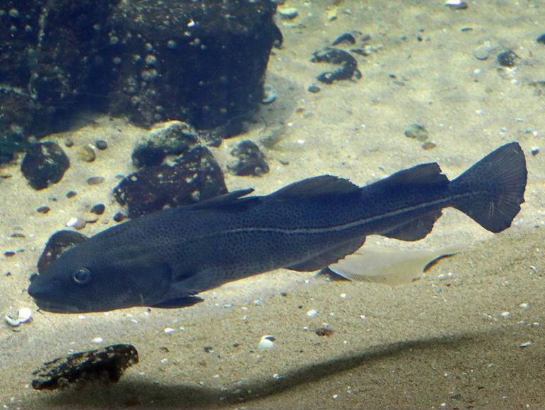Atlantic Cod dark variant